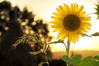 Zonnebloem Zonnebloem