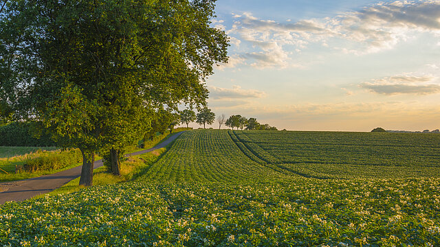 Green field with blooming potato plants on the slope of a hill below a blue sky with clouds in the light of sunset in summer